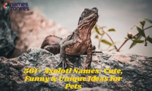561+ Axolotl Names Cute, Funny & Unique Ideas for Pets