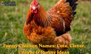 Funny Chicken Names Cute, Clever, Unique & Punny Ideas 