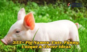 355+ Pig Names Cute, Funny, Unique & Clever Ideas