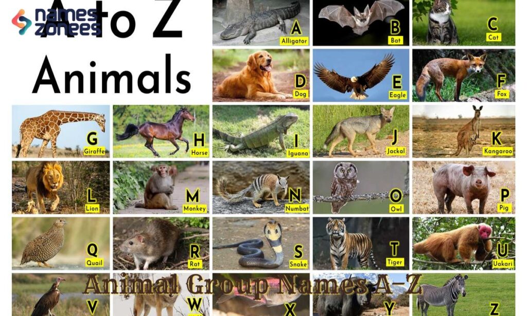 Animal Group Names A–Z