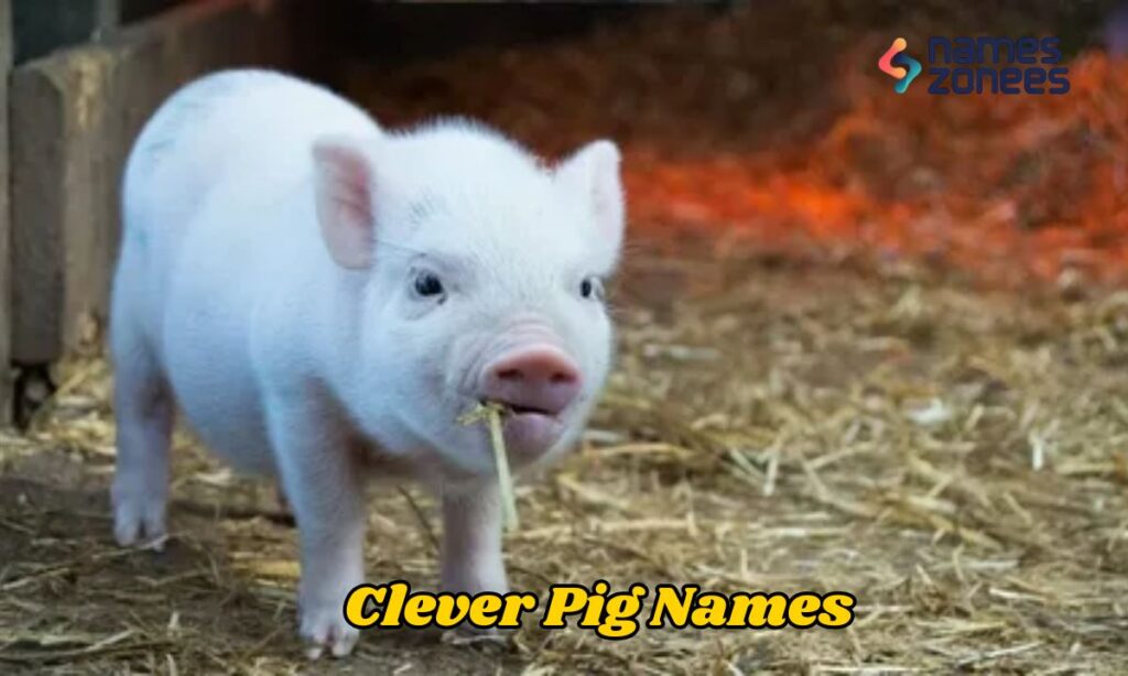 Clever Pig Names