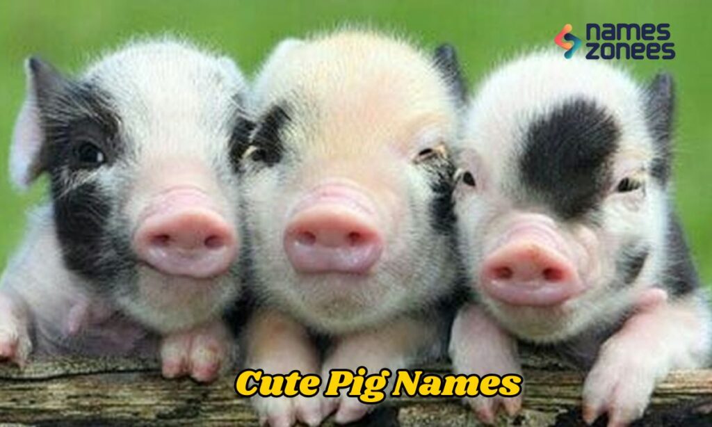 Cute Pig Names
