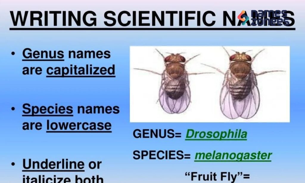 Famous Extinct Animals and Their Names