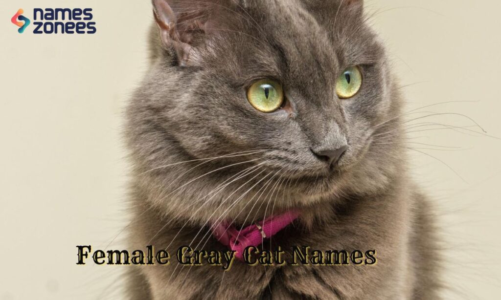 Female Gray Cat Names