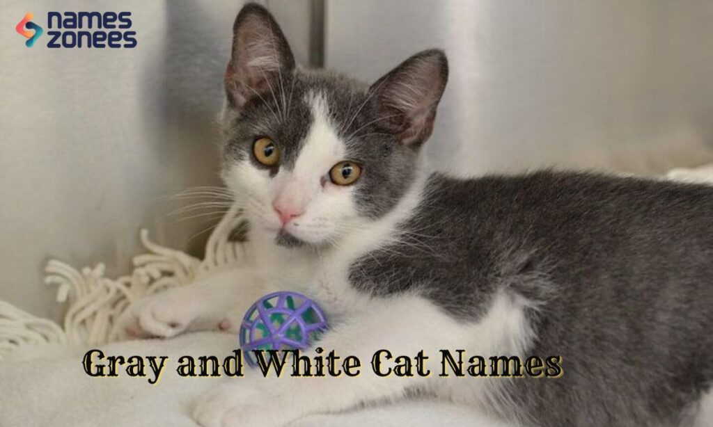 Gray and White Cat Names