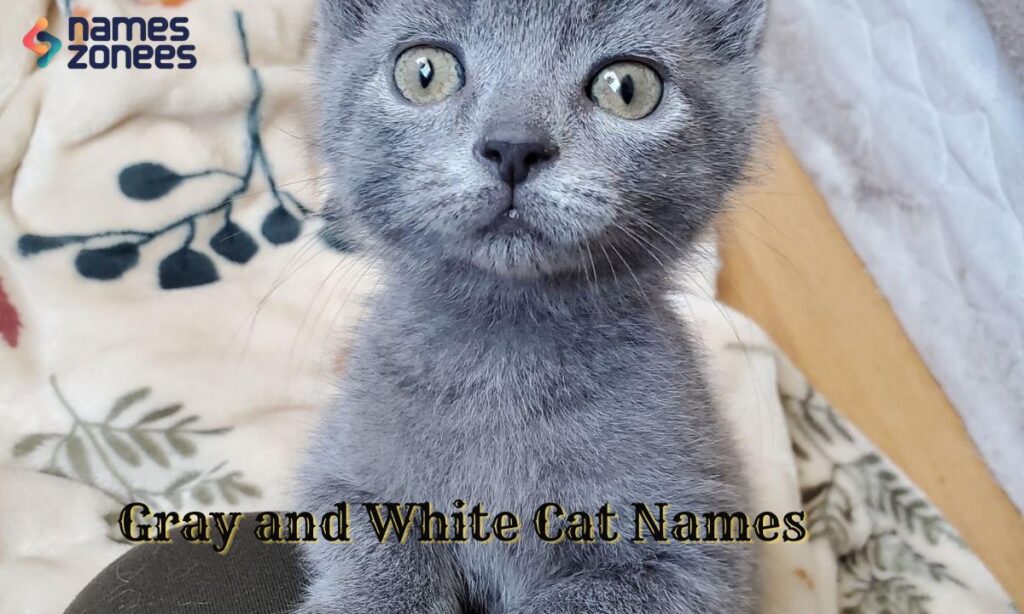 Gray and White Cat Names