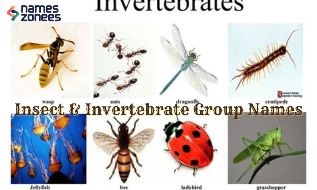 Insect & Invertebrate Group Names