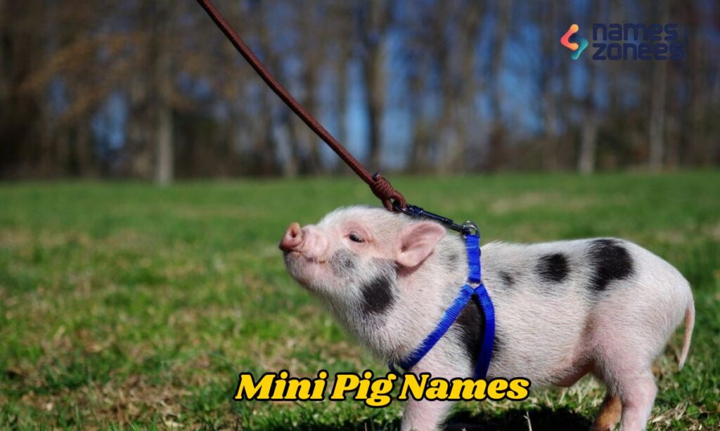 Mini Pig Names