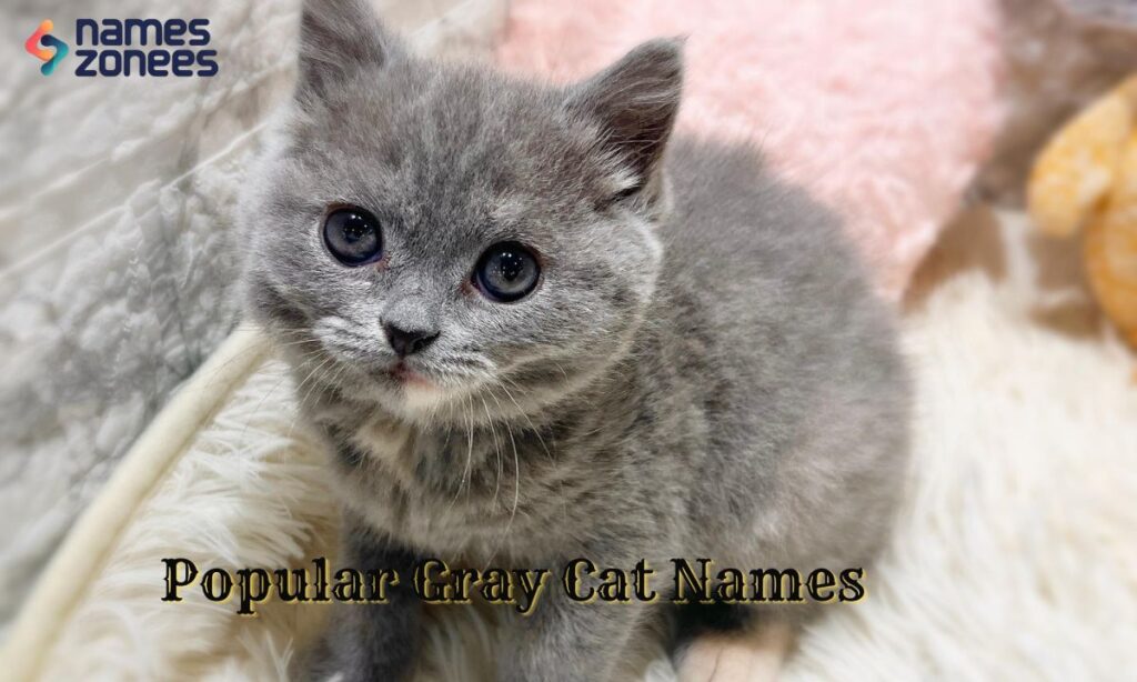 Popular Gray Cat Names