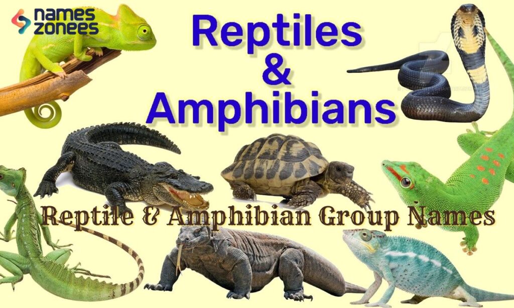 Reptile & Amphibian Group Names