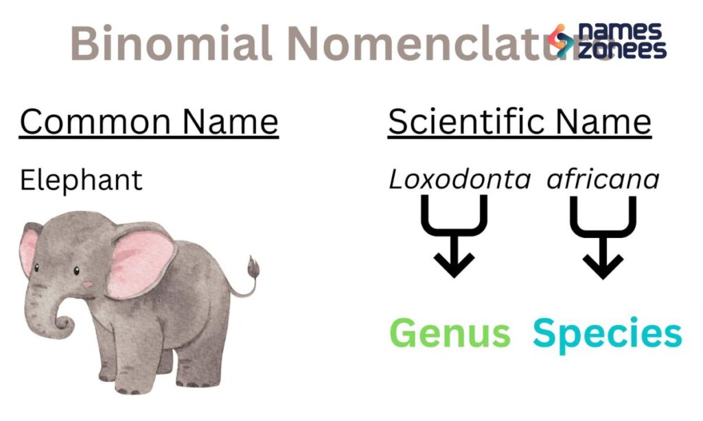 Scientific Names of Animals