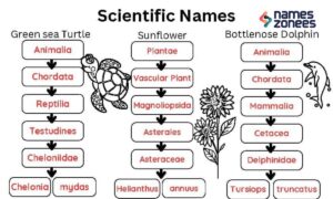 Scientific Names of Animals, Plants & Extinct Species