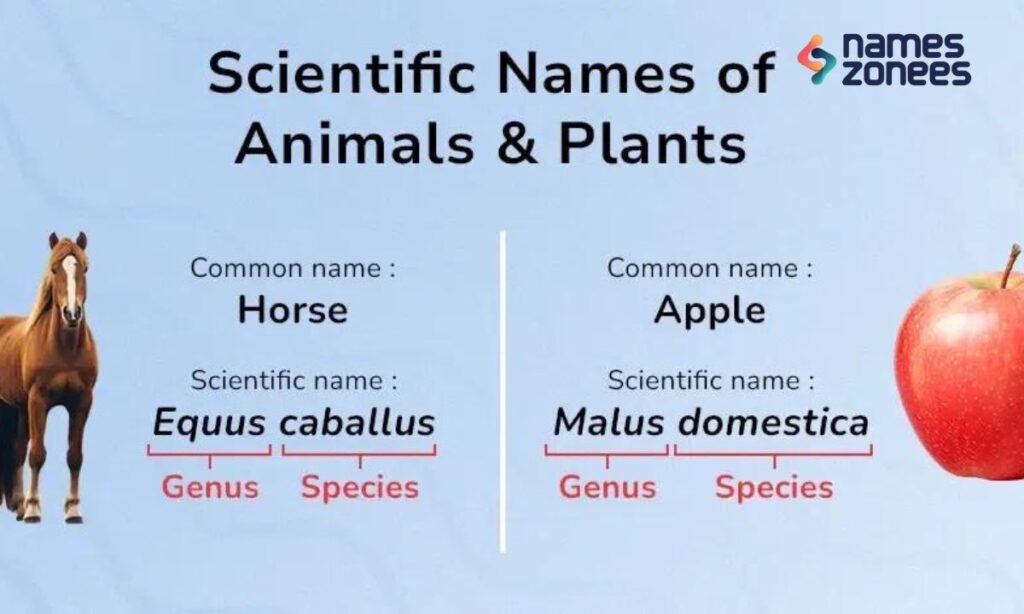 What Are Scientific Names