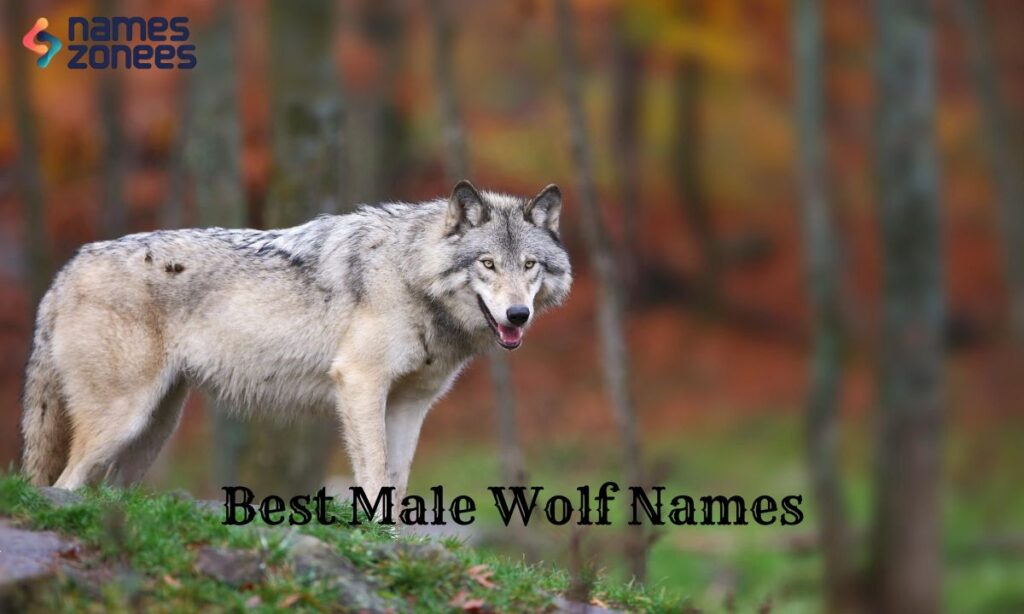 Best Male Wolf Names