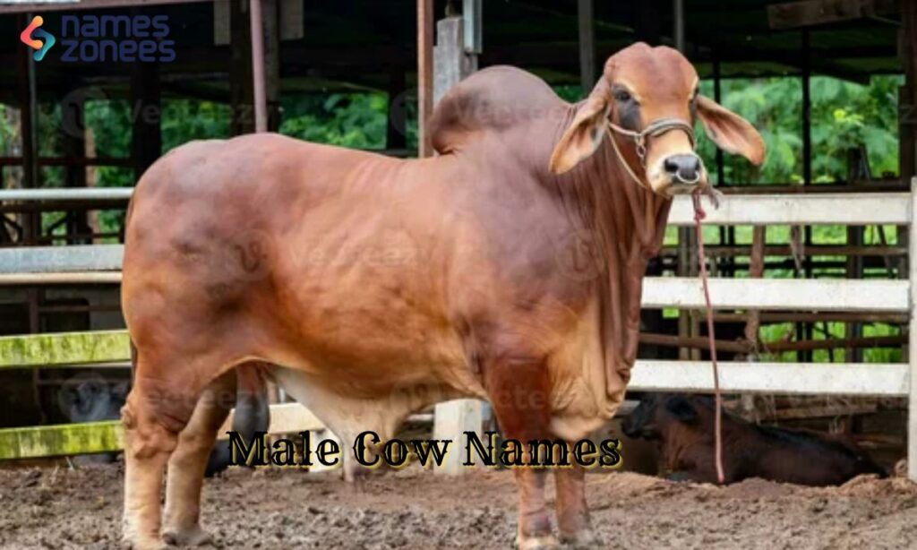 Male Cow Names
