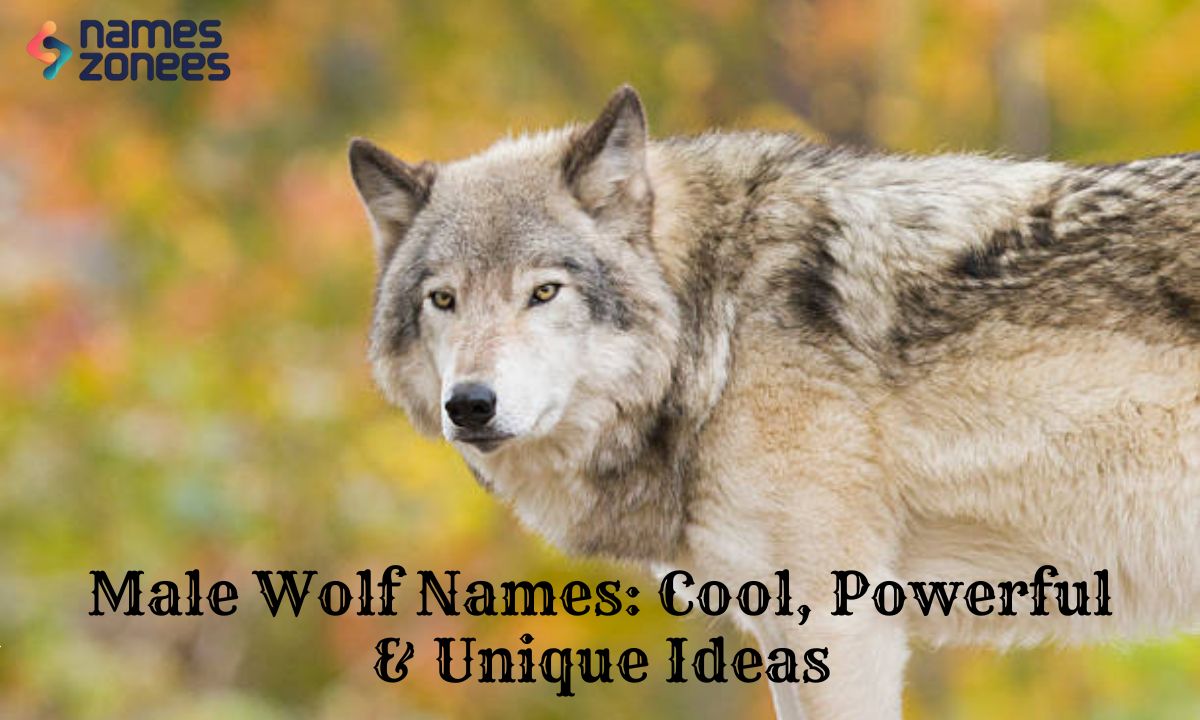 Male Wolf Names: Cool, Powerful & Unique Ideas