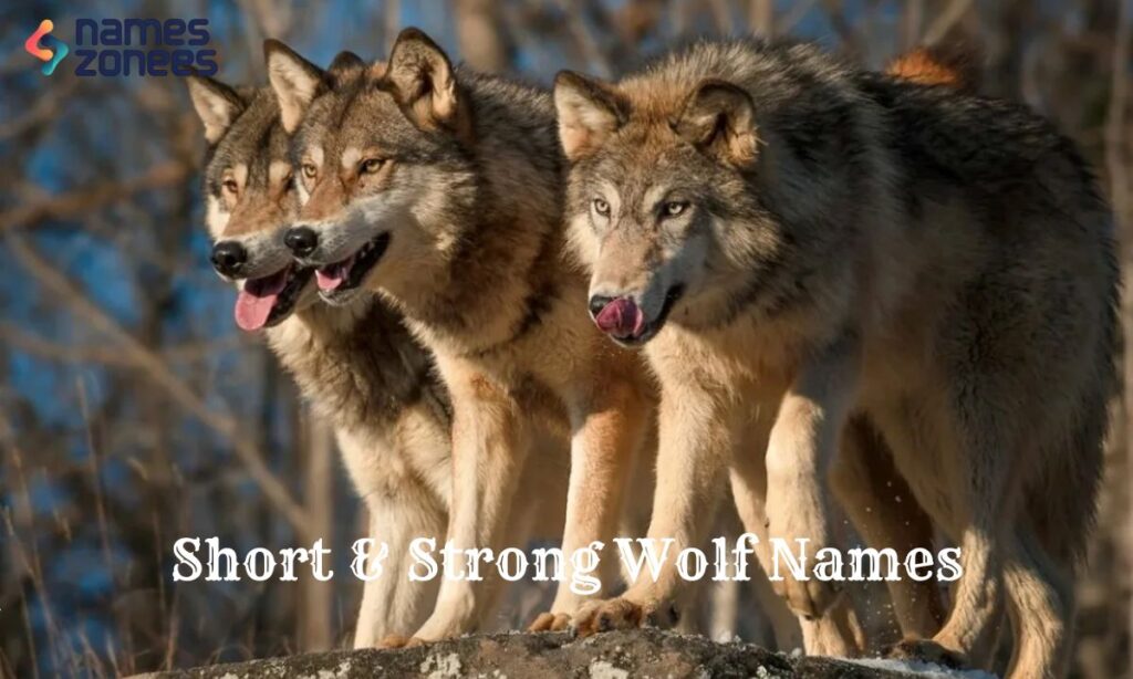 Short & Strong Wolf Names